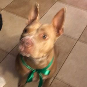 Meet your Posher, Maria